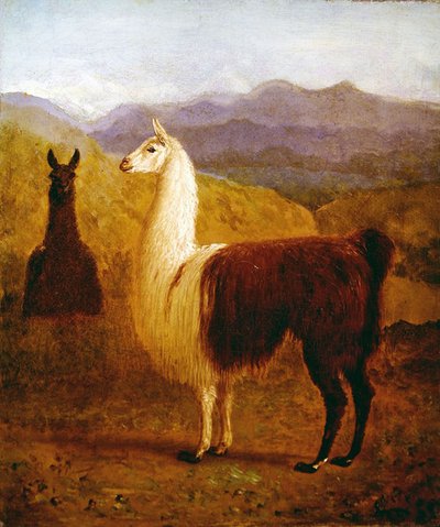 2匹のラマ（油彩・キャンバス） 作： Jacques Laurent Agasse