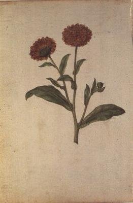キンセンカ、1568年頃 作： Jacques  Le Moyne