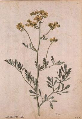 Ruta graveolens, c.1568 作： Jacques  Le Moyne