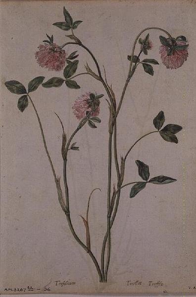 Triflorium pratense, c.1568 作： Jacques  Le Moyne
