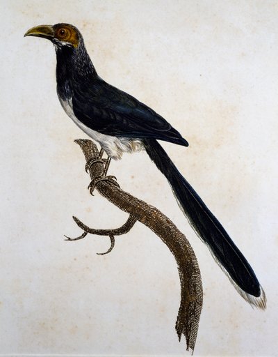 レッドフェイス・マルコハ(Phaenicophaeus pyrrhocephalus) 作： Jacques (after) Barraband