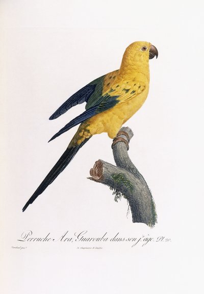 幼い頃のゴールデンインコ、アラグアロバ 作： Jacques Barraband