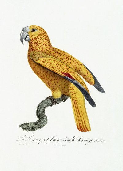 黄色と赤のオウム、1801-05年頃 作： Jacques Barraband