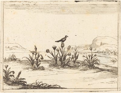 アザミにとまる鳥 作： Jacques Callot