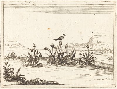 アザミにとまる鳥 作： Jacques Callot