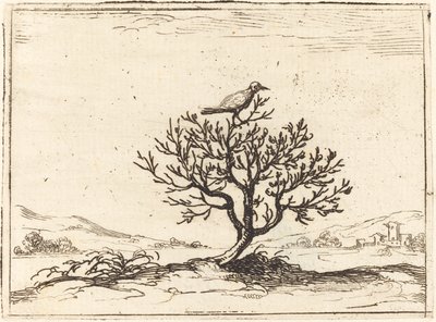 茂みの中のナイチンゲール、1628年。 作： Jacques Callot