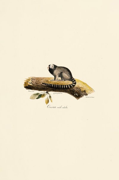  作： Jacques Christophe Werner