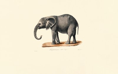  作： Jacques Christophe Werner