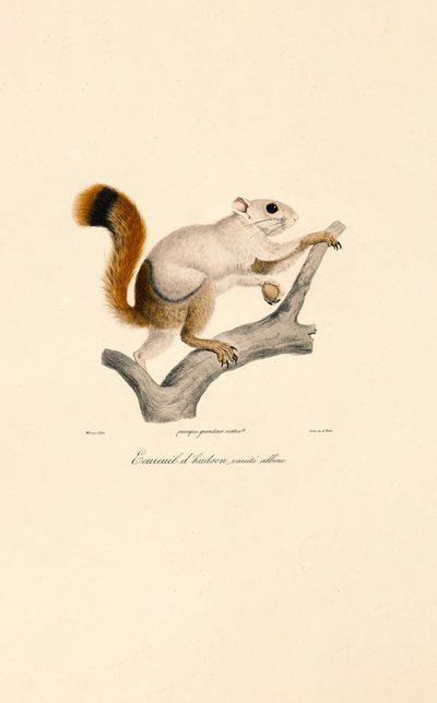  作： Jacques Christophe Werner
