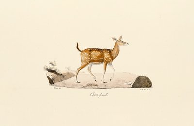  作： Jacques Christophe Werner