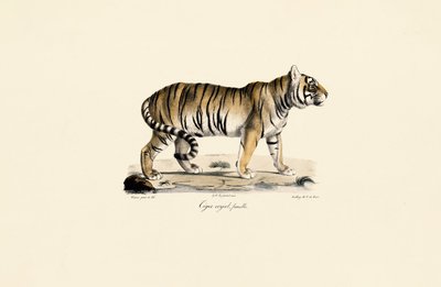  作： Jacques Christophe Werner