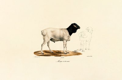 ブラックヘッド・シープ 作： Jacques Christophe Werner