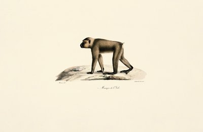  作： Jacques Christophe Werner