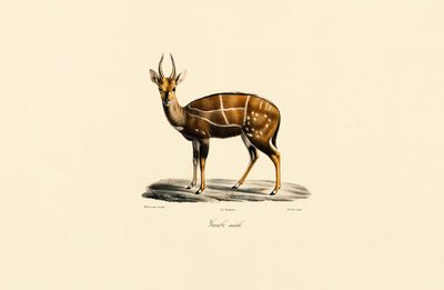  作： Jacques Christophe Werner