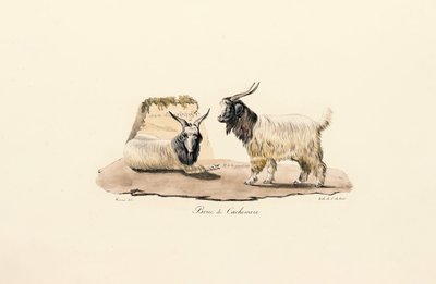  作： Jacques Christophe Werner