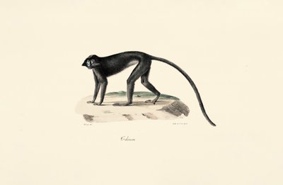  作： Jacques Christophe Werner