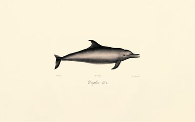 イルカ 作： Jacques Christophe Werner