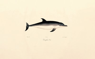  作： Jacques Christophe Werner