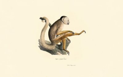  作： Jacques Christophe Werner
