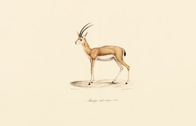  作： Jacques Christophe Werner