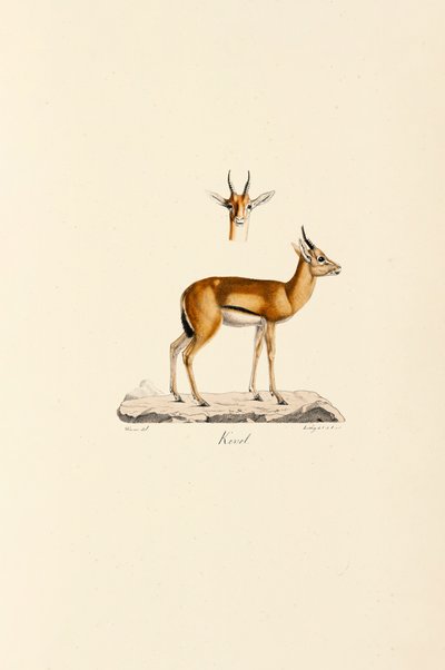  作： Jacques Christophe Werner