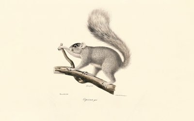  作： Jacques Christophe Werner