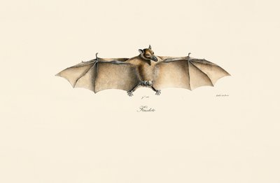  作： Jacques Christophe Werner