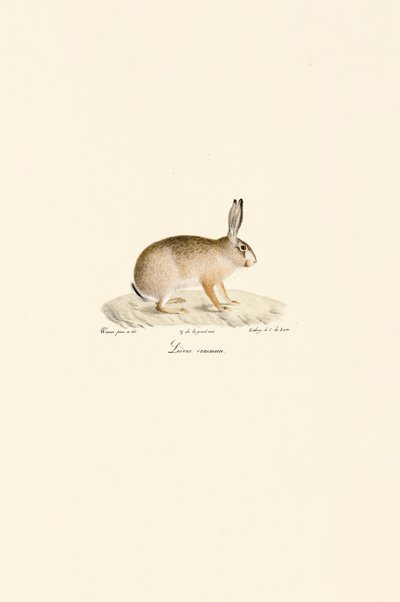 ヨーロッパウサギ 作： Jacques Christophe Werner