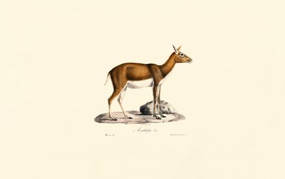 作： Jacques Christophe Werner