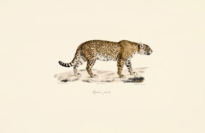  作： Jacques Christophe Werner