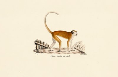  作： Jacques Christophe Werner