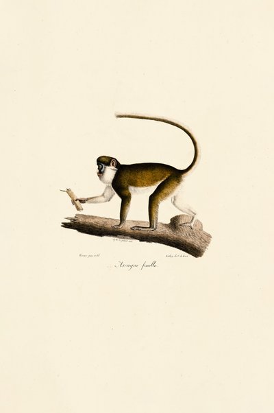  作： Jacques Christophe Werner