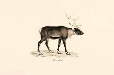 作： Jacques Christophe Werner