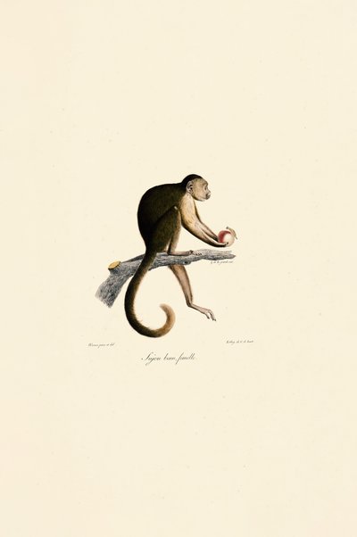  作： Jacques Christophe Werner
