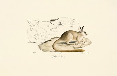  作： Jacques Christophe Werner