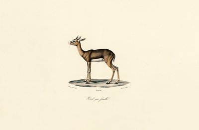  作： Jacques Christophe Werner