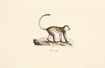  作： Jacques Christophe Werner
