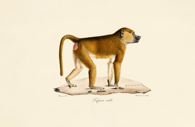 作： Jacques Christophe Werner