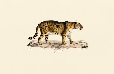  作： Jacques Christophe Werner