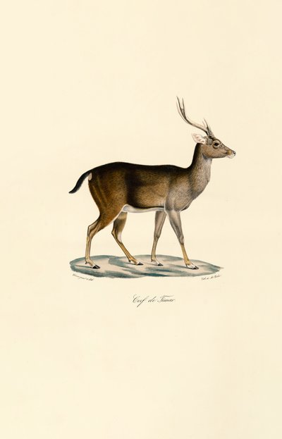  作： Jacques Christophe Werner