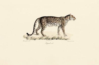 作： Jacques Christophe Werner