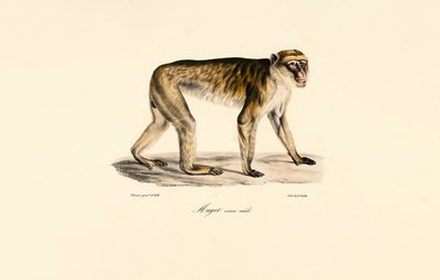  作： Jacques Christophe Werner