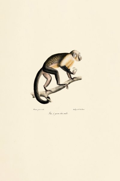  作： Jacques Christophe Werner