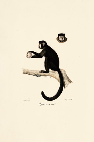  作： Jacques Christophe Werner