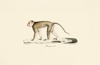  作： Jacques Christophe Werner