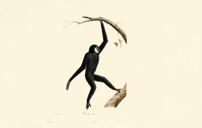  作： Jacques Christophe Werner