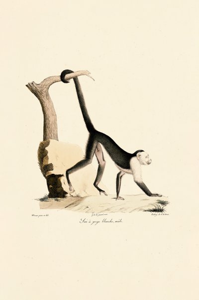  作： Jacques Christophe Werner