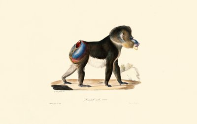  作： Jacques Christophe Werner