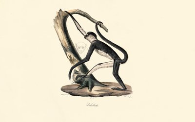 作： Jacques Christophe Werner