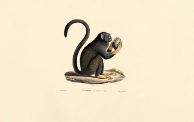  作： Jacques Christophe Werner